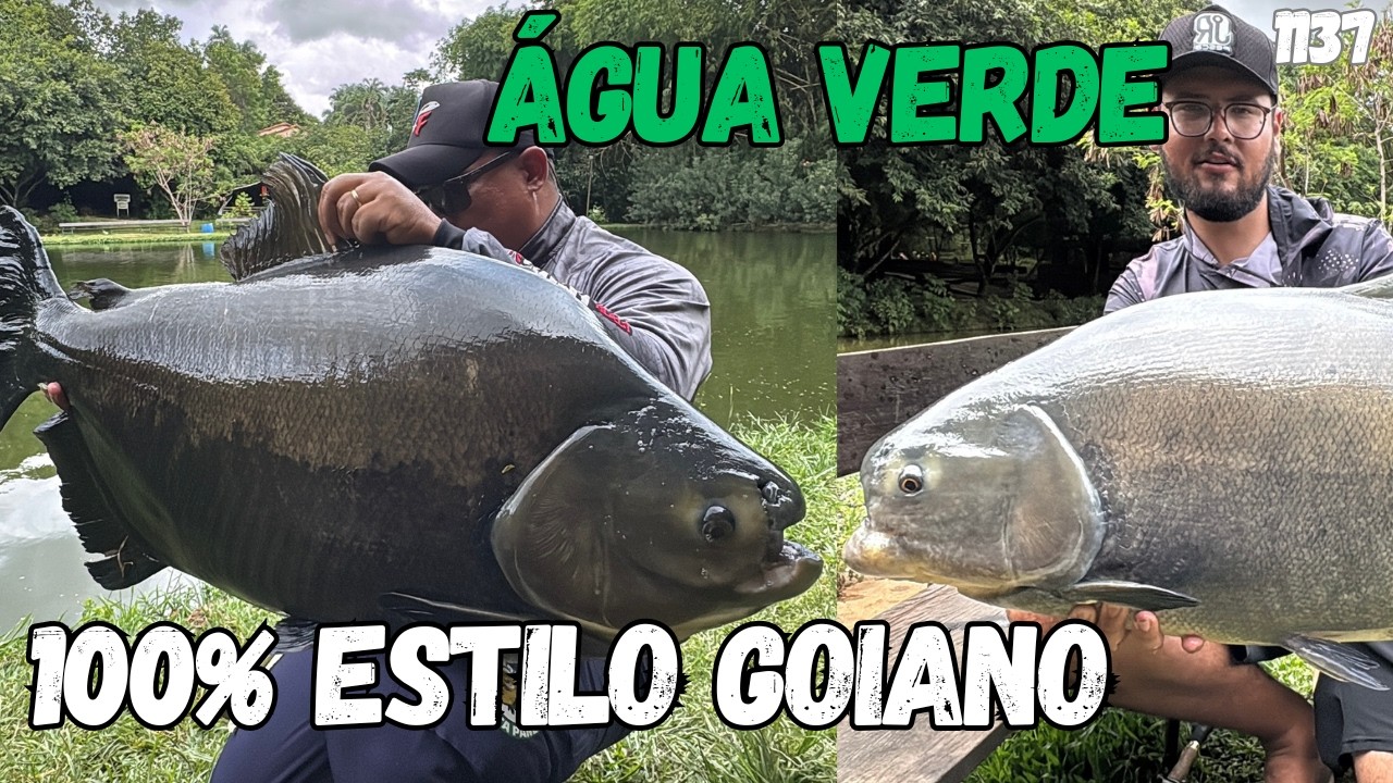 Pescaria 100% ESTILO GOIANO NO &Aacute;GUA VERDE - FISHINGTUR 1137