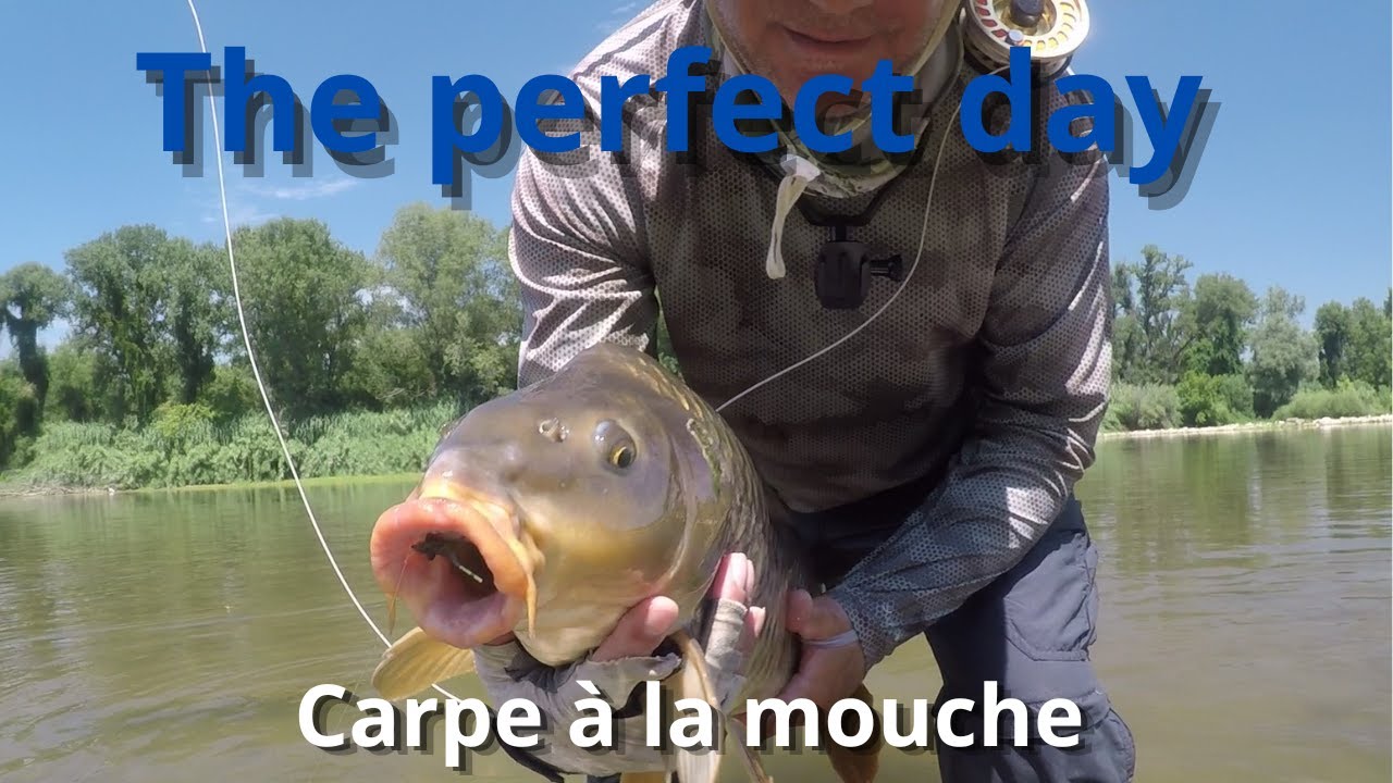Carpe à la mouche! une journée parfaite pour traquer un adversaire surpuissant de nos rivières.