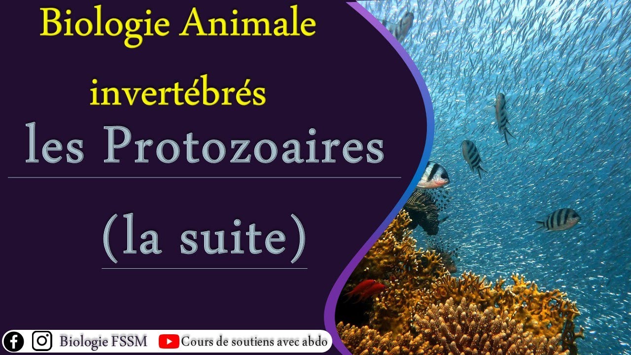 (Biologie Animale des Invertébrés : les Protozoaires (la suite