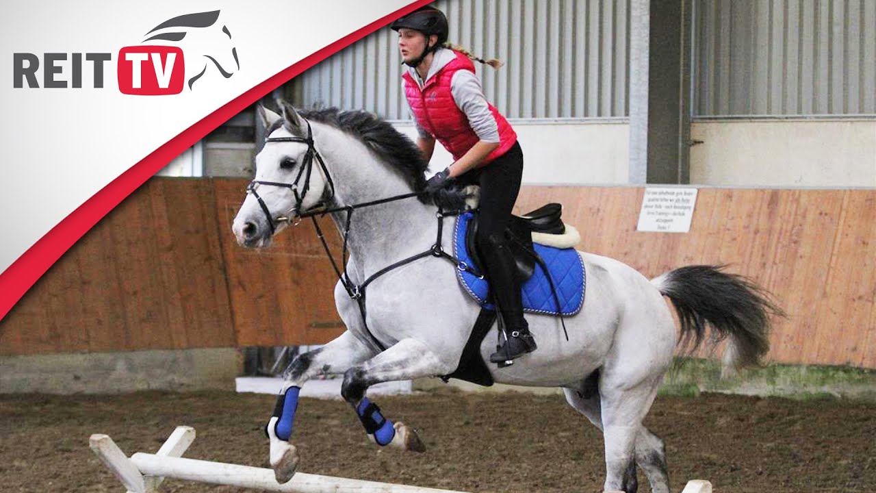 Springreiten lernen: Die 1. Springstunde