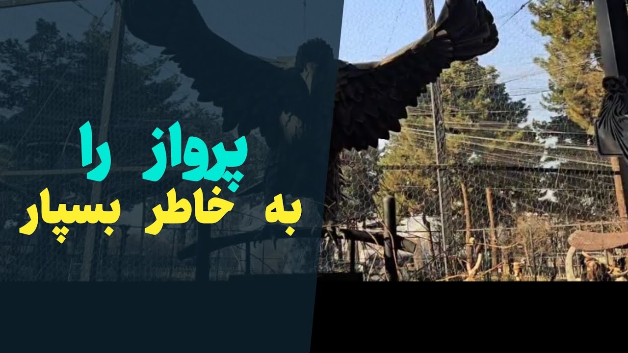 پرنده مردنیست ..