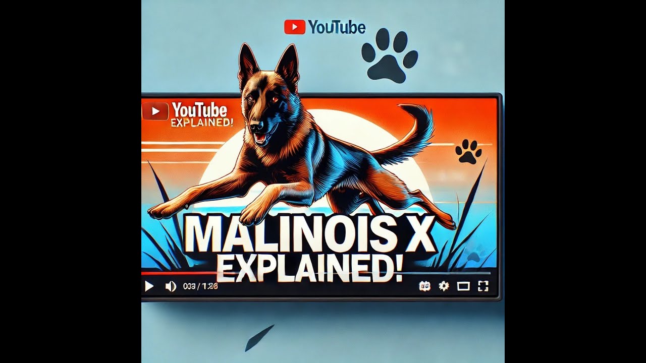 What You Need to Know About the Malinois X