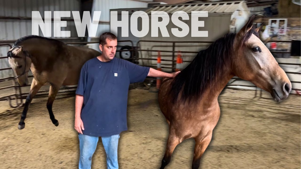 NEW HORSE ALERT! Meet Bella the Missouri Fox Trotter