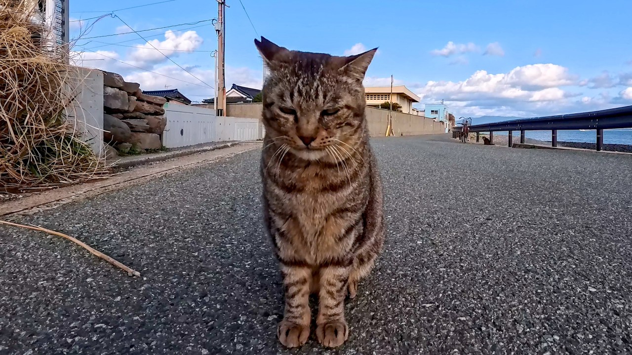 海沿いの道で出会った猫ちゃん、ナデナデすると大人しく甘えてきてカワイイ