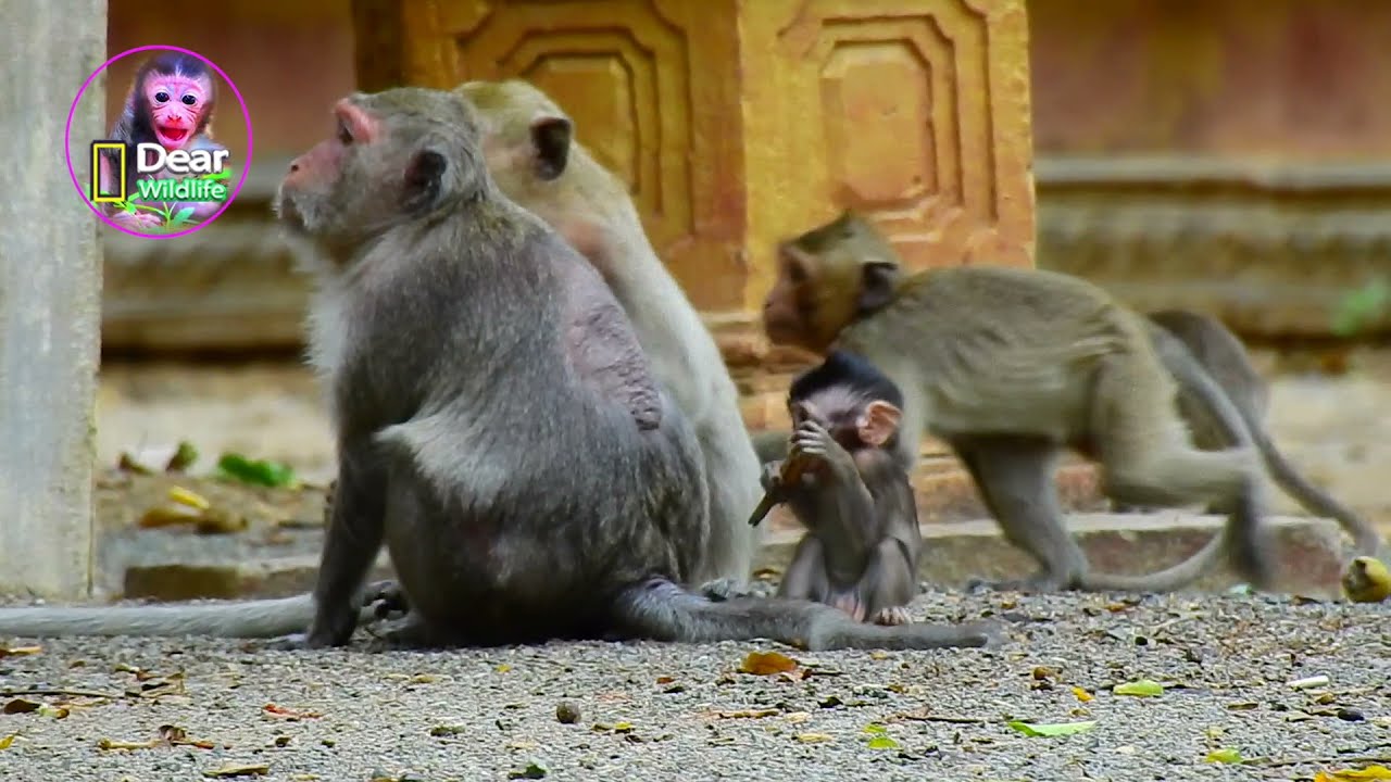 Very adorable newborn baby wildlife