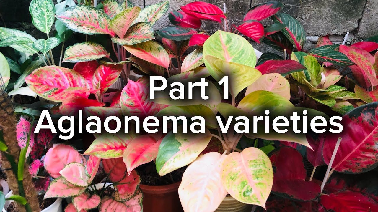 Part 1 | Aglaonema varieties