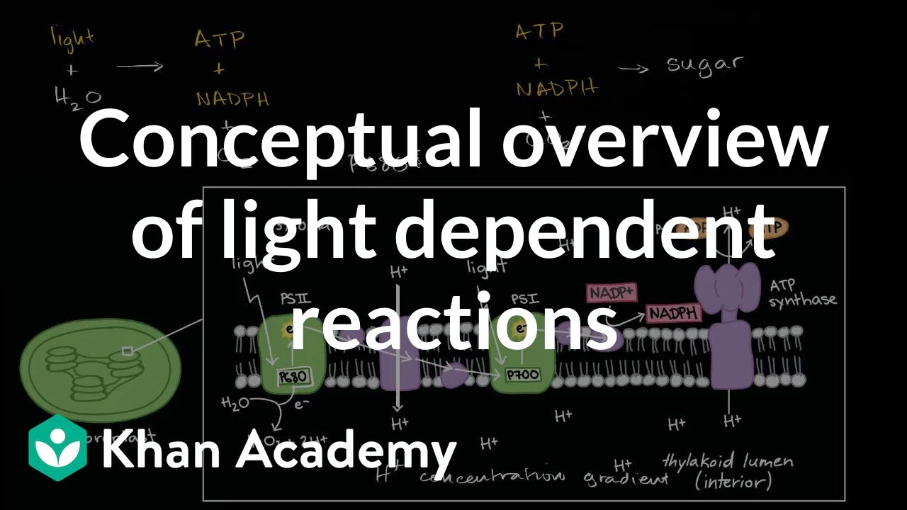 Conceptual overview of light dependent reactions