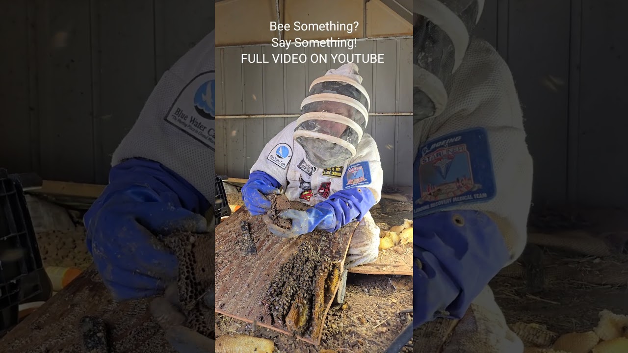 Killer Brood in Feb? #invasivespecies #honeybee #killerbeeguy #killerbee