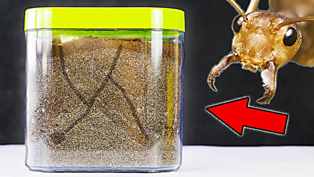 HOW TO MAKE ANT FARM