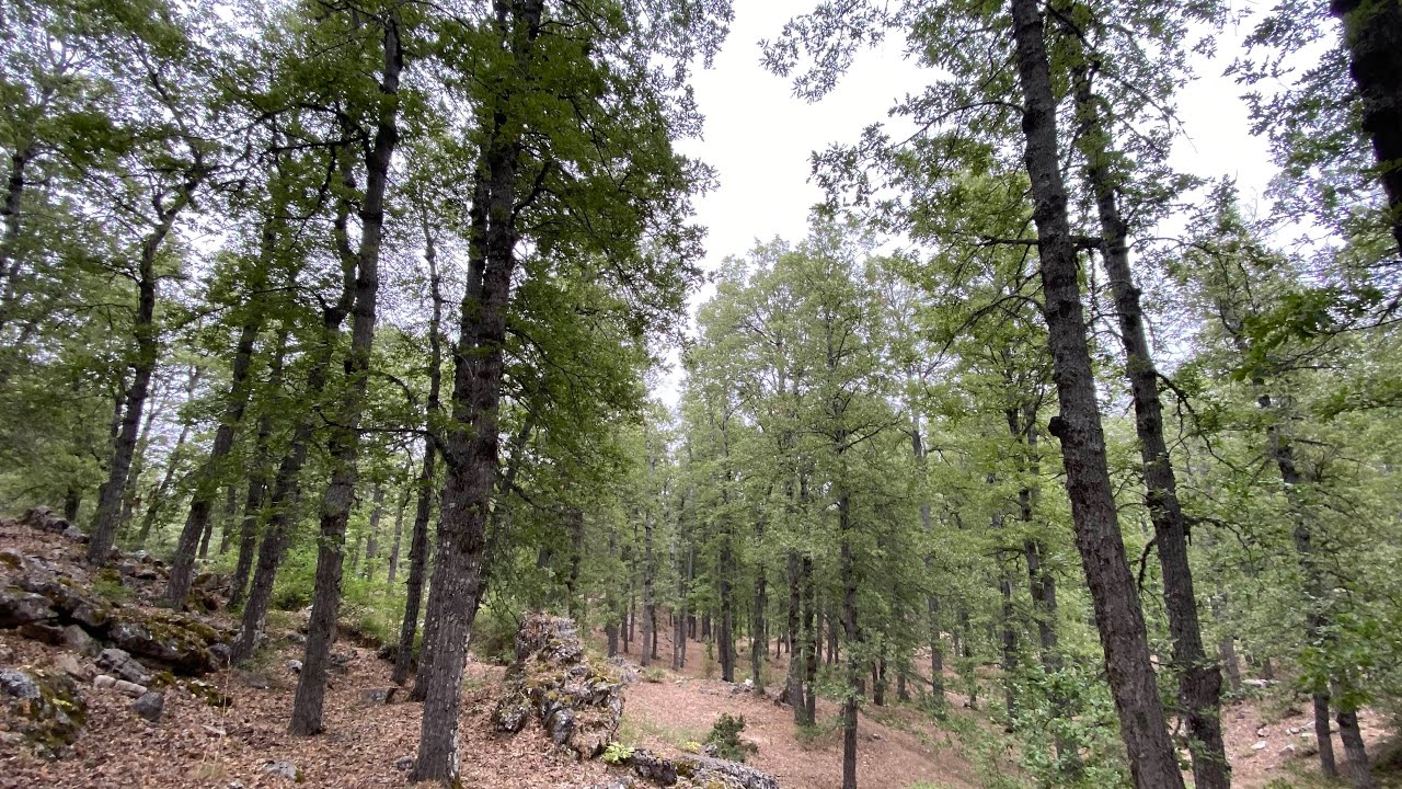 LIVE: Ghabat el Aazr (Oak Trees of Fnaidek)