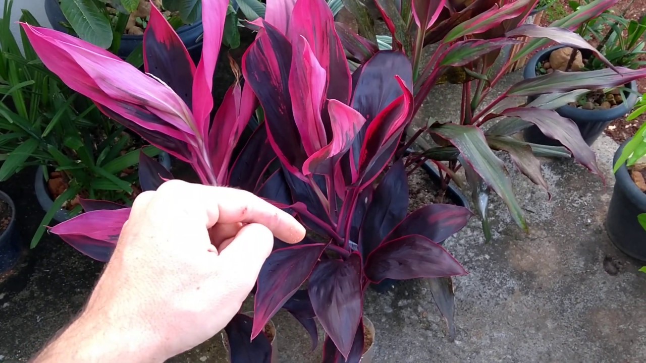 COMO MULTIPLICAR DRACENA | Cordyline | Coqueiro de vênus | Parte 01.