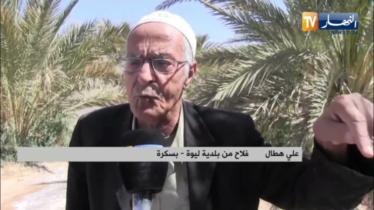 بسكرة : زراعة النخيل..فاكهة الصحراء المعمرة من الغرس إلى قطف الثمار