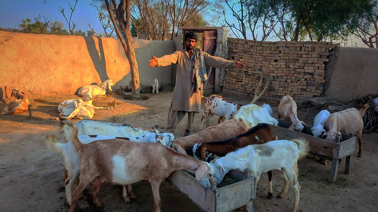  Jutt Ne Roza Iftar hone se pahle bakriyon ko Jalti Jalti bandh Diya🐐🐐