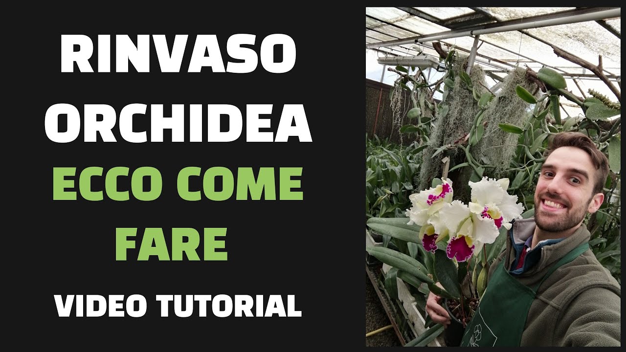 Rinvaso orchidee ecco come fare