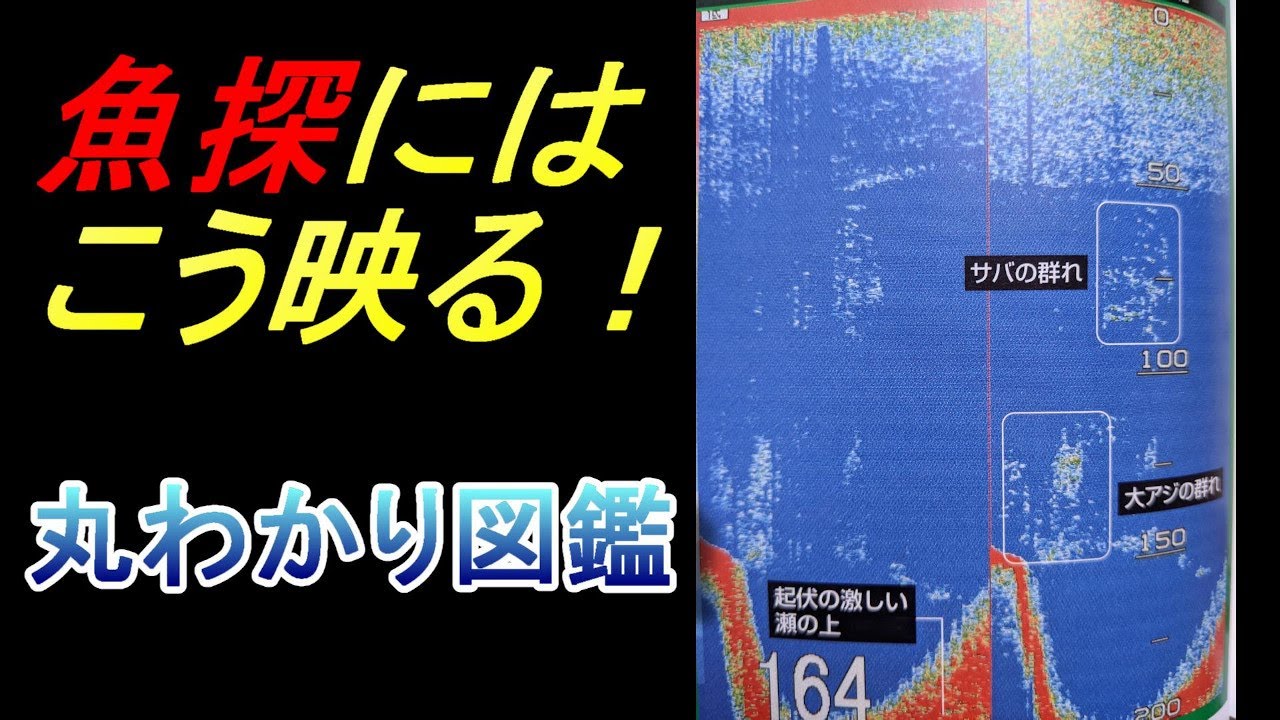 様々な魚種の魚探への反応が分かる！？魚探反応丸わかり図鑑とは！？
