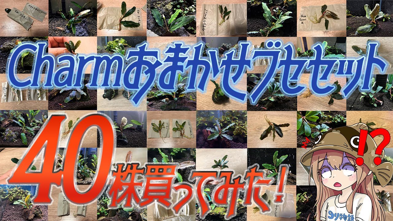 Charmおまかせブセファランドラセット40株買ってみた！お得なの？中身や成長の様子も紹介！