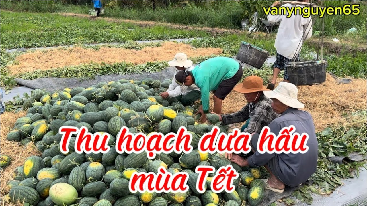 Tập 178 - Thu hoạch dưa hấu mùa Tết | vanynguyen65