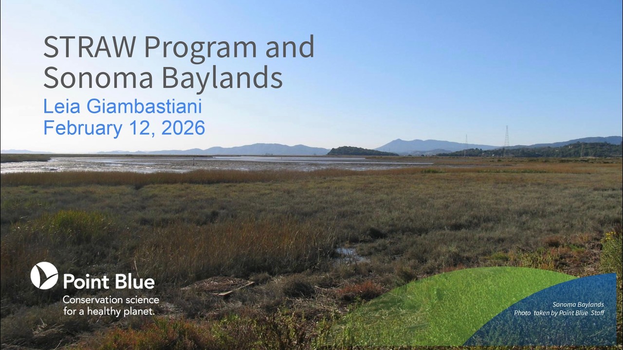 STRAW Program and Sonoma Baylands