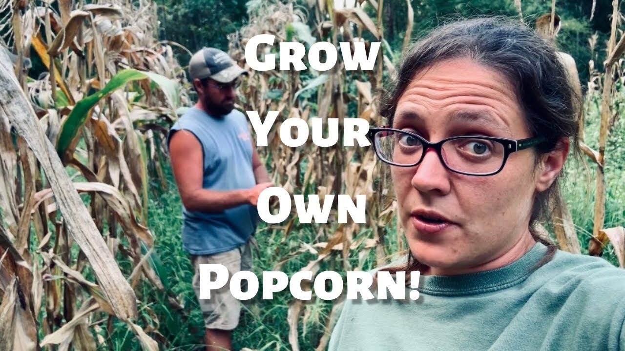 Harvesting Popcorn, Sept '22 (and How You Can Grow Your Own!)