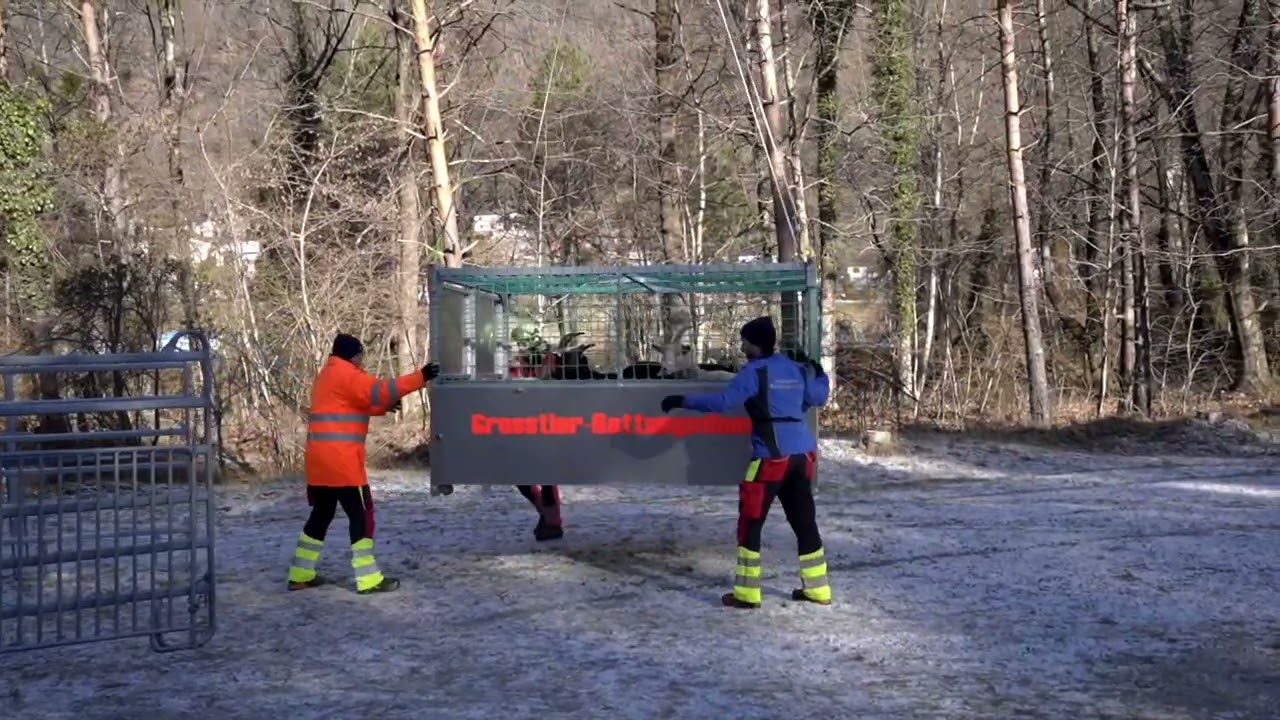 🐐🚁 Ziegenrettung aus der Luft – Einsatz des Grosstier-Rettungsdienstes im Tessin