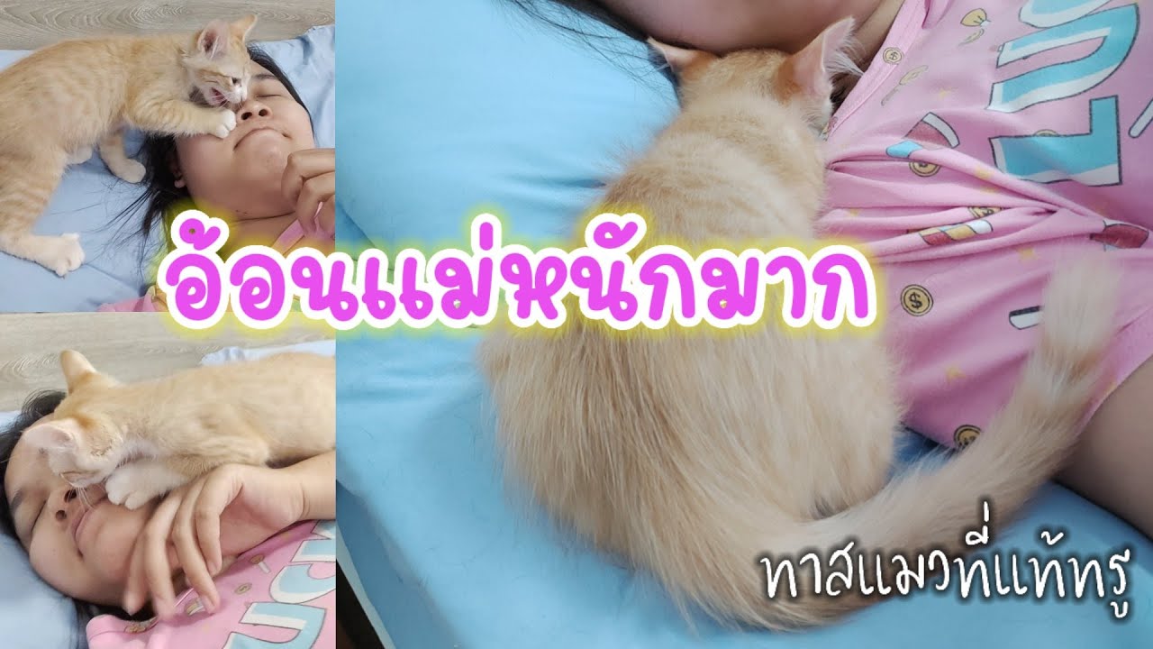 พบเด็กขี้อ้อน 1 อัตรา #อ้อนแม่หนักมาก l My Cat