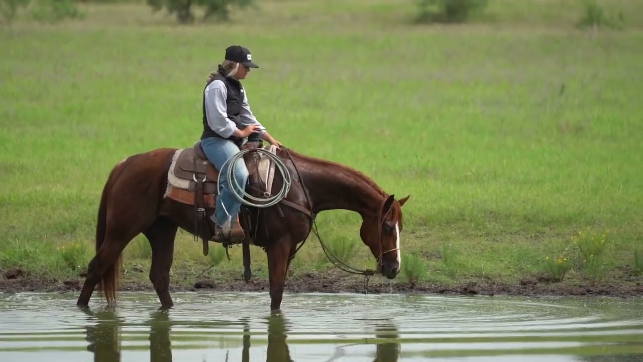 Chicken - Ranch/Rope Horse Delux - Horsebids
