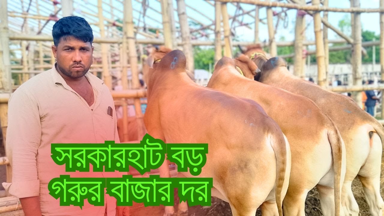 সরকারহাটের কোরবানি উপযোগী বড় ও মাংসের গরুর বাজার দর।। আনোয়ারা, চট্টগ্রাম। ০২/০৫/২০২৫ইং। Cow Market ।