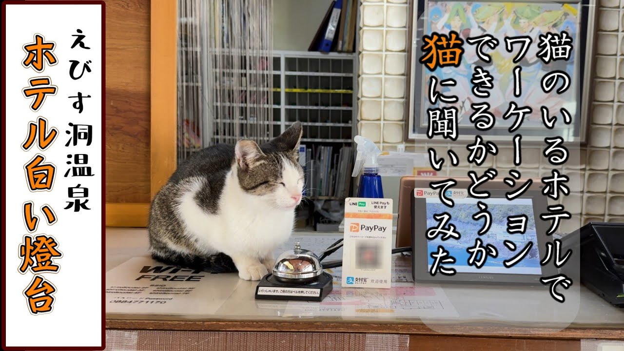 【48匹猫がいる宿でワーケーションできるかどうか猫に聞いてみた】徳島県／えびす洞温泉 ホテル白い燈台／Tokushima-Cat Hotel WhiteLight House