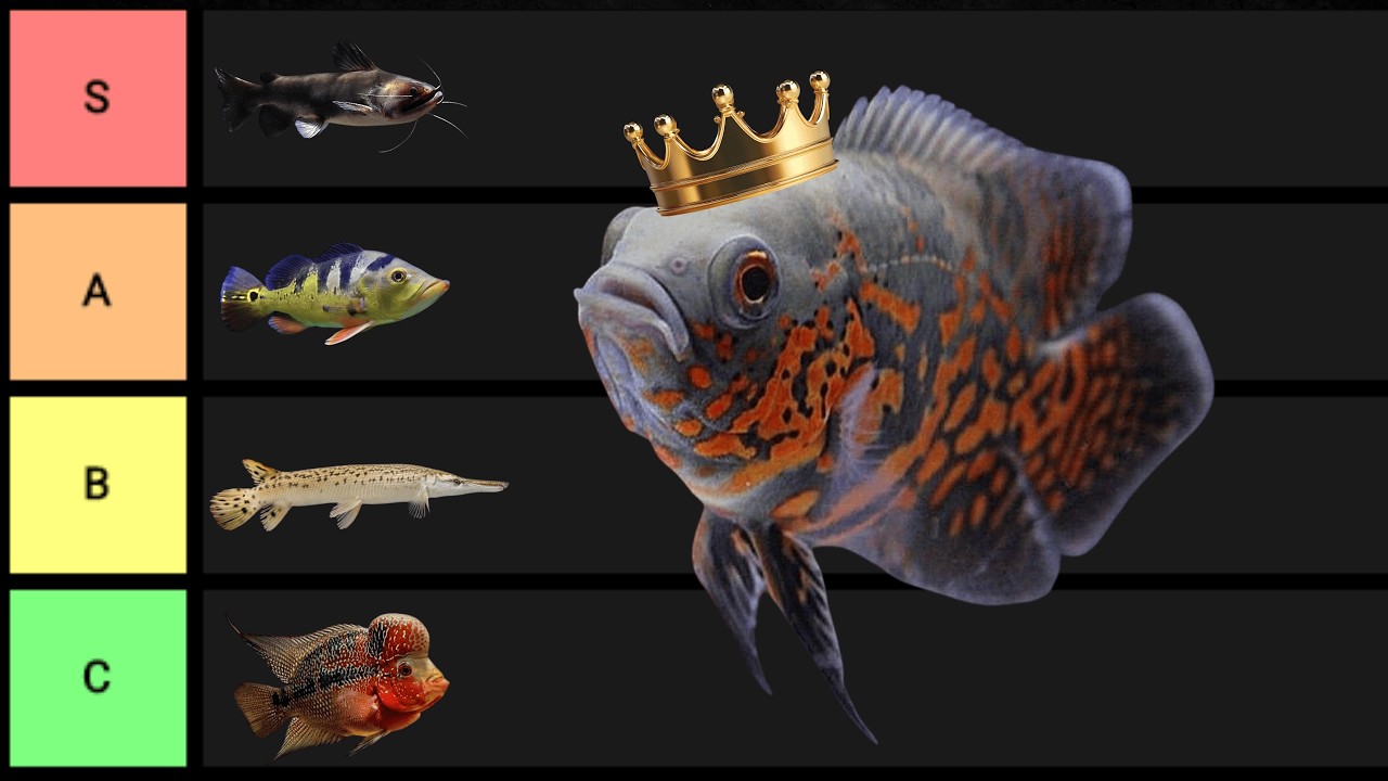 Rankeando os MELHORES Peixes Monstros de Aquário!