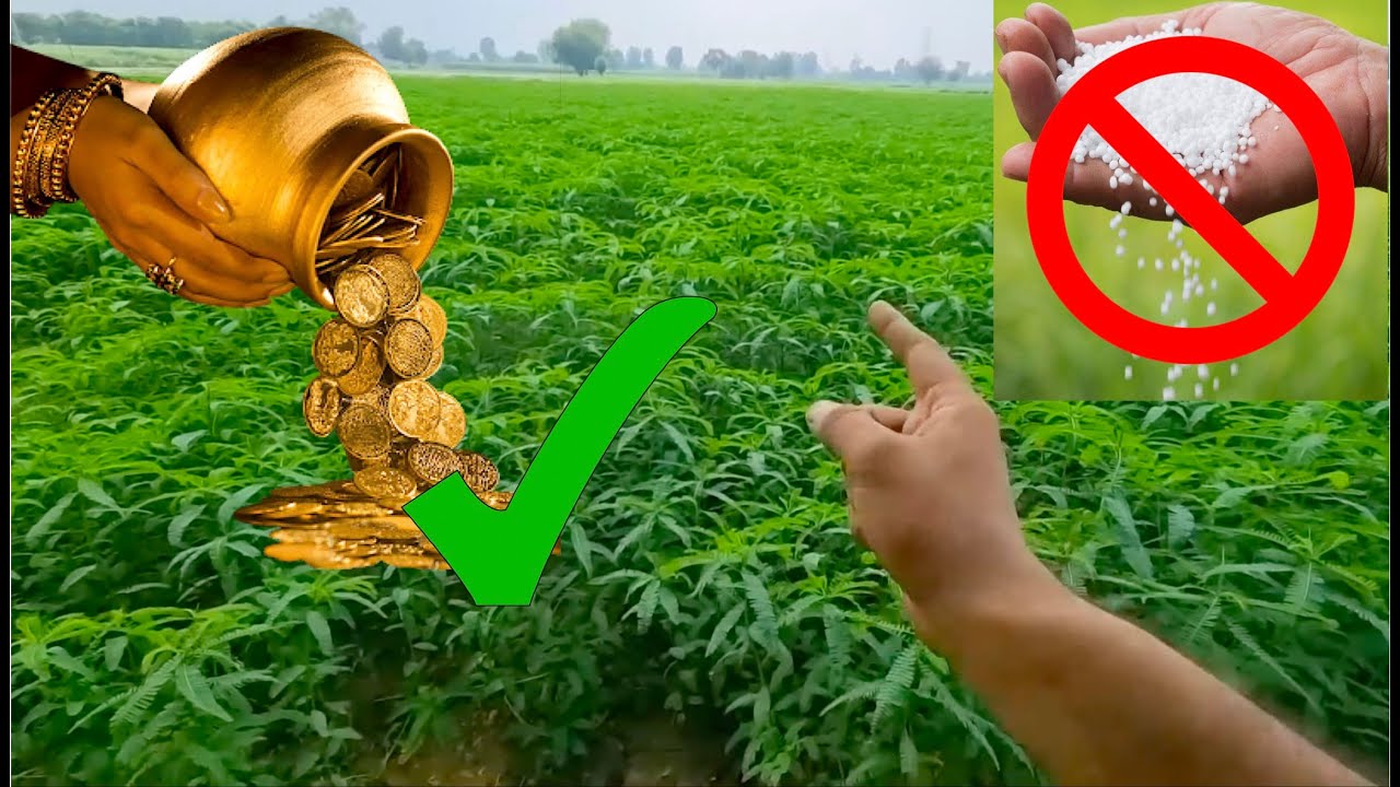 This 1 crop can replace UREA ! @OrganicAcre