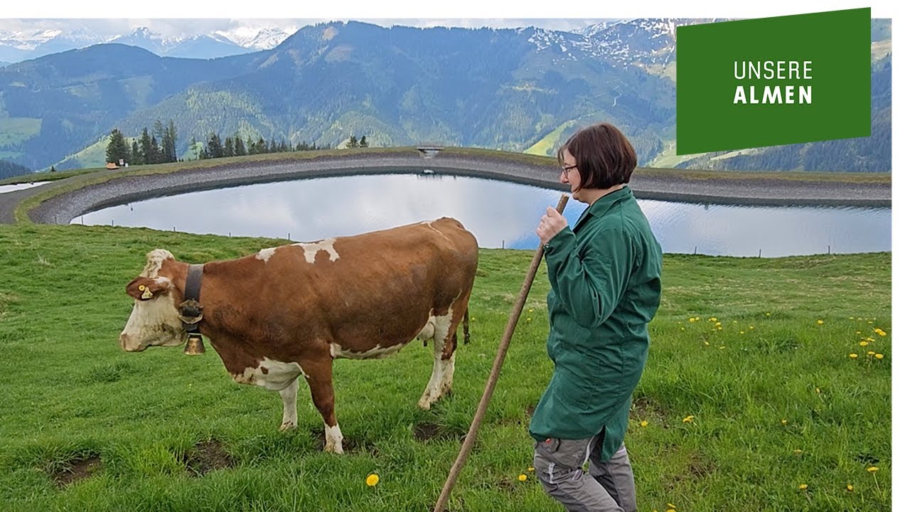 Beim Almauftrieb auf die Bürglalm springen die Kühe vor Freude