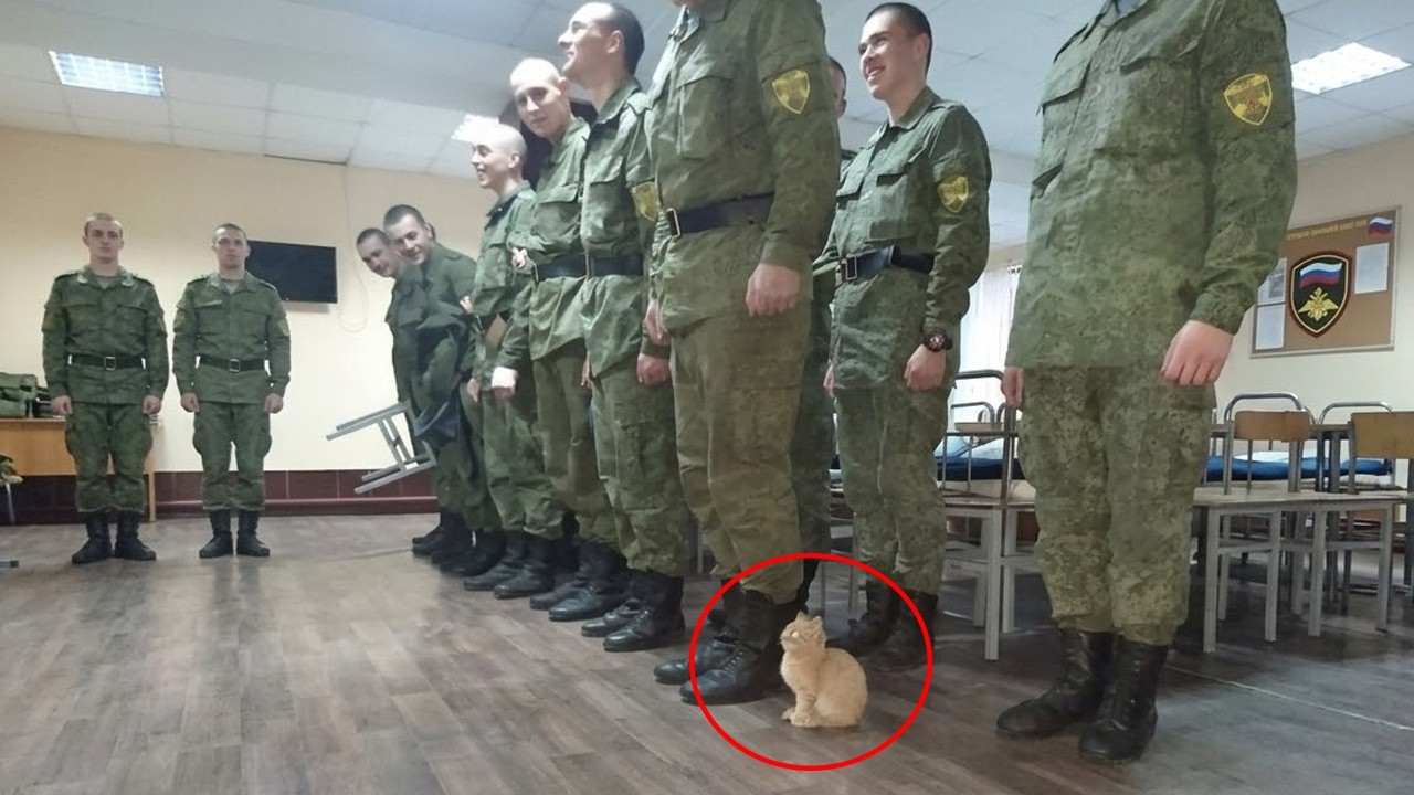 Самые смешные кошки, которые на 100% уверены, что они люди 😂