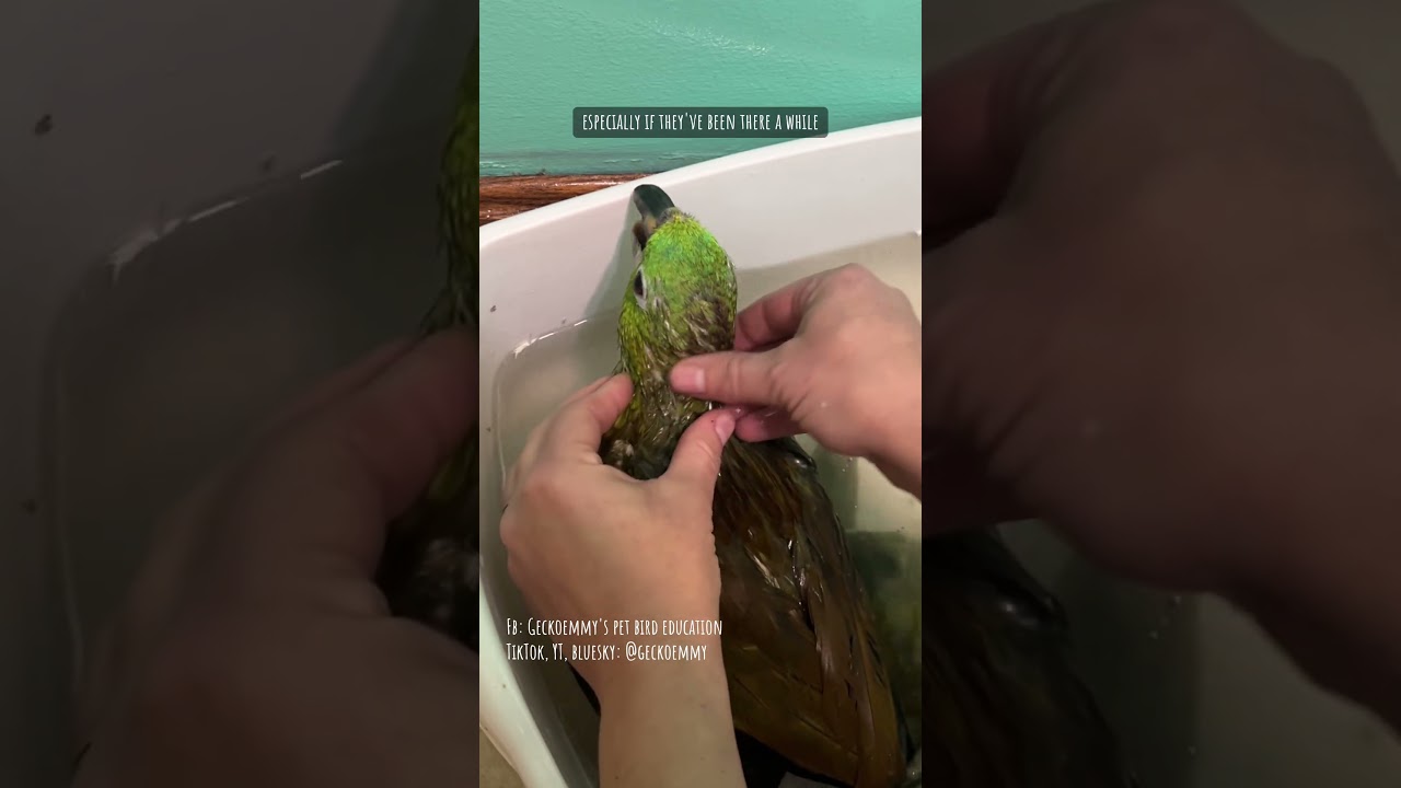 Paco's first bath and dry with us - the transformation continues #rescueparrot #petbirds