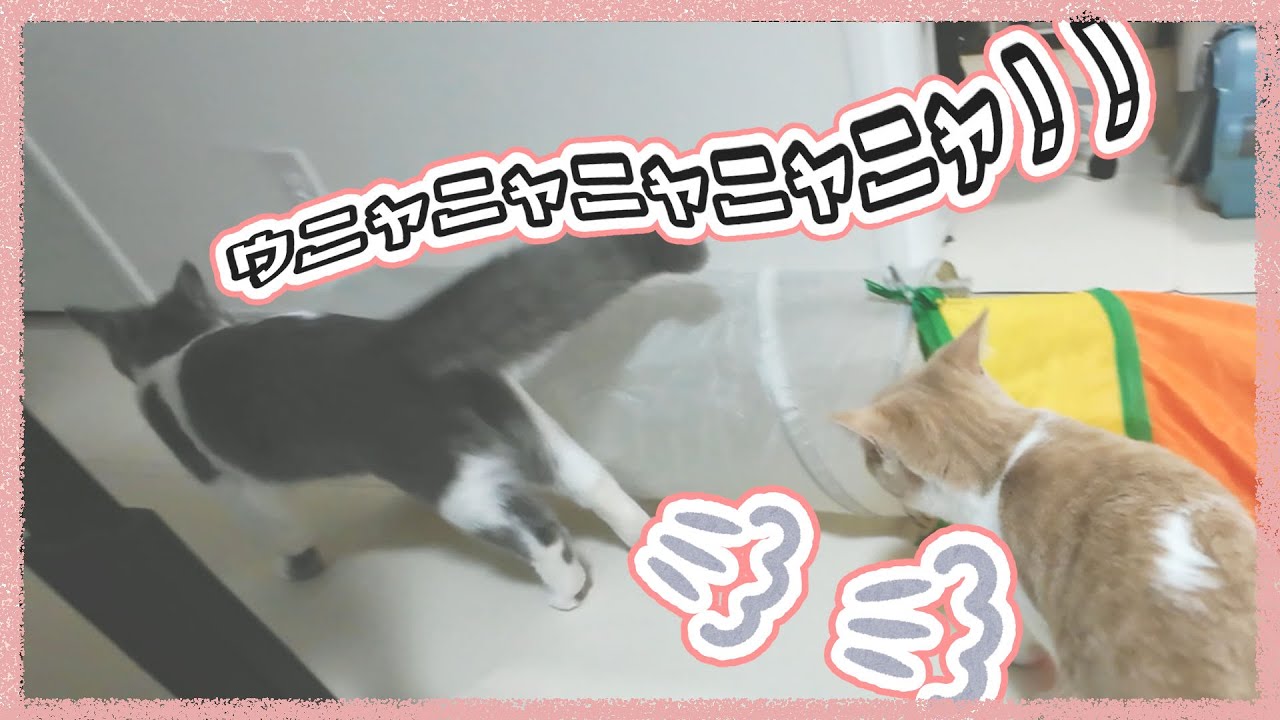 追いかけっこの時鳴きながら走る猫