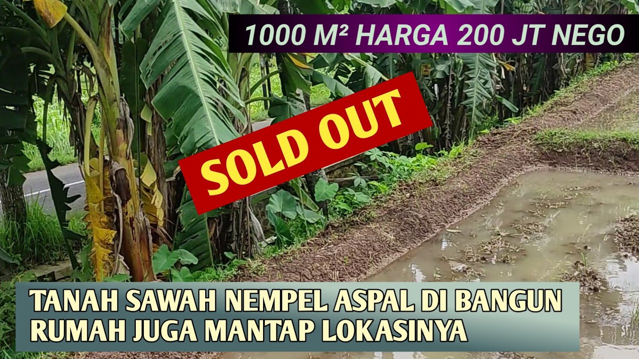 Tanah Sawah Dijual Murah Lokasi Pinggir Aspal Untuk Bikin Rumah Juga Mantep