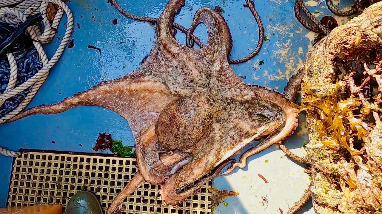 Massive Octopus in my Lobster Pots - Catch & Cook Spider Crab Sandwich 