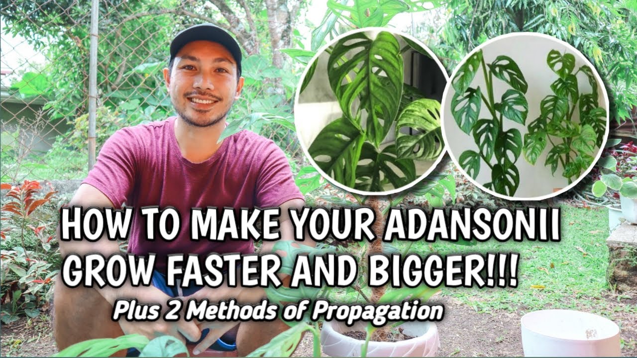 TIPS TO ENCOURAGE YOUR MONSTERA ADANSONII TO GROW FASTER!