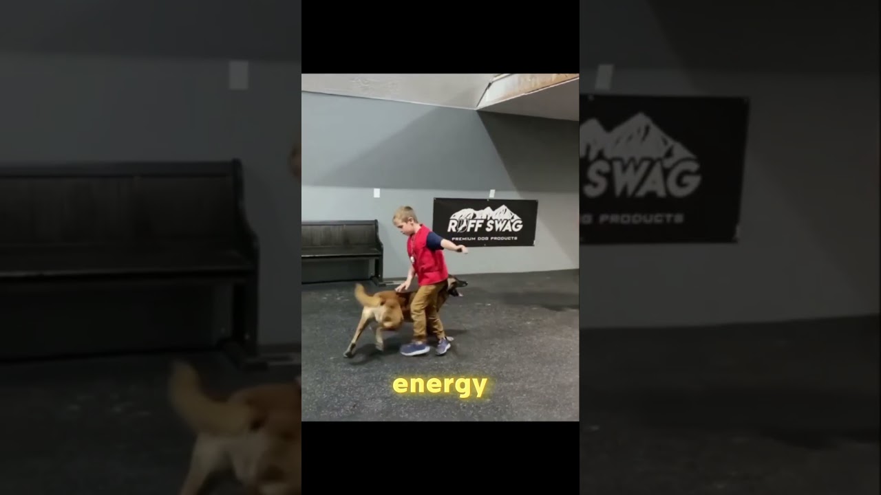 Why People LOVE Dogs: The Ultimate Reasons 🐶💖