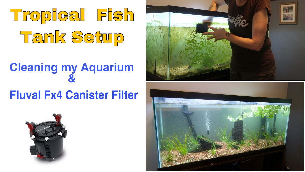 Tropical Fish Tank Setup / Cleaning my Aquarium & Fluval Fx4 Canister Filter