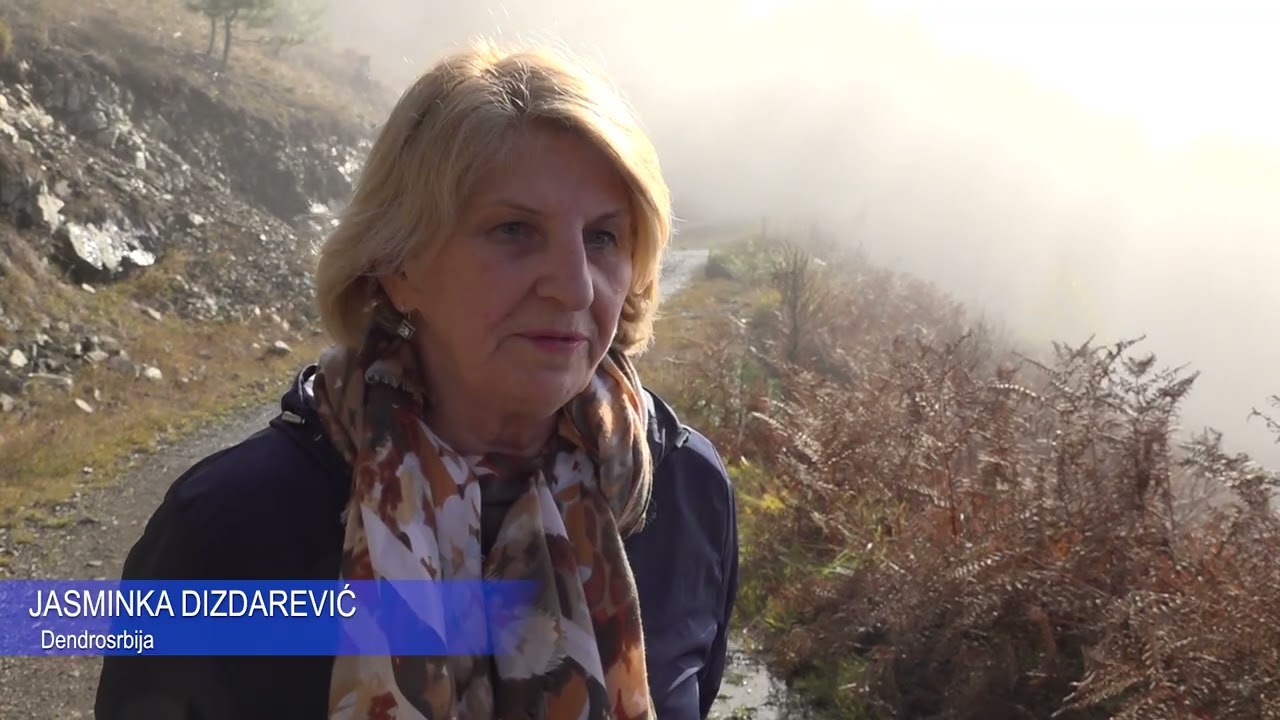 MOKRA GORA 15.12.2025. Dendrosrbija pošumljavanje