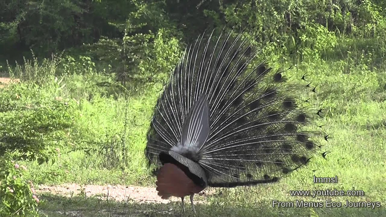 Peacocks In The Wild  - A Must See With Loud Calls