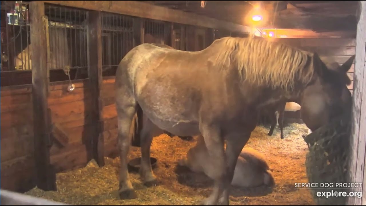 Barn pm Rosie n Bud grooming each other 712022 explore.org