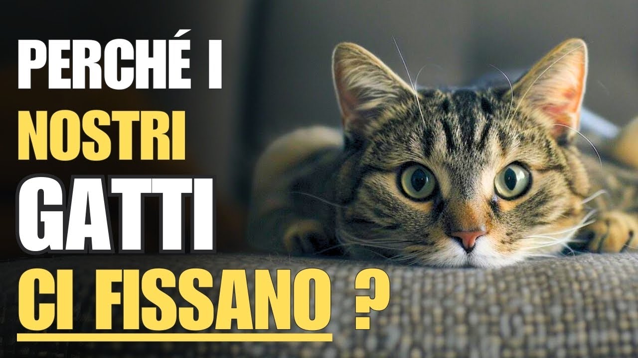 6 motivi per cui i nostri gatti ci fissano | Rimarrete sorpresi