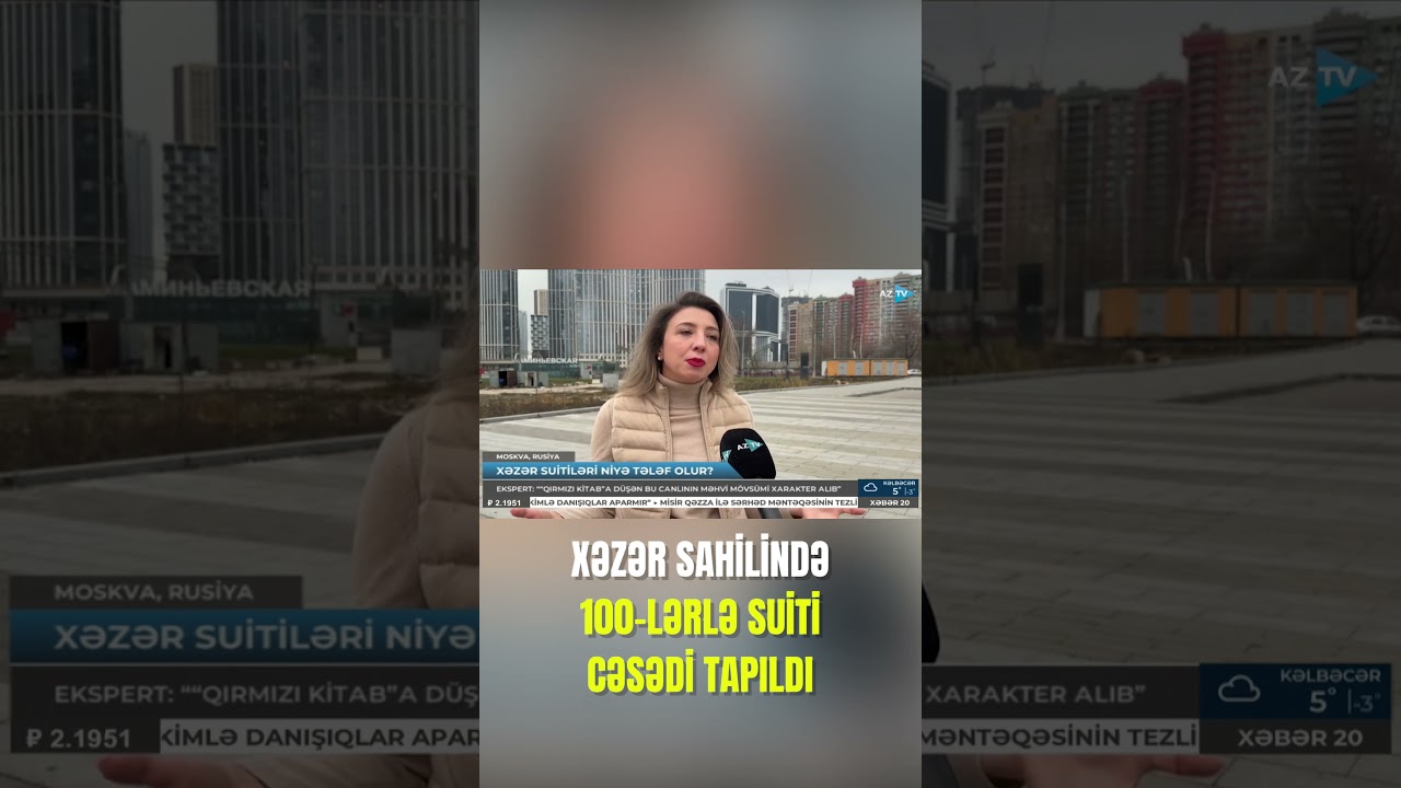 Xəzər sahilində 100-lərlə suiti cəsədi tapıldı