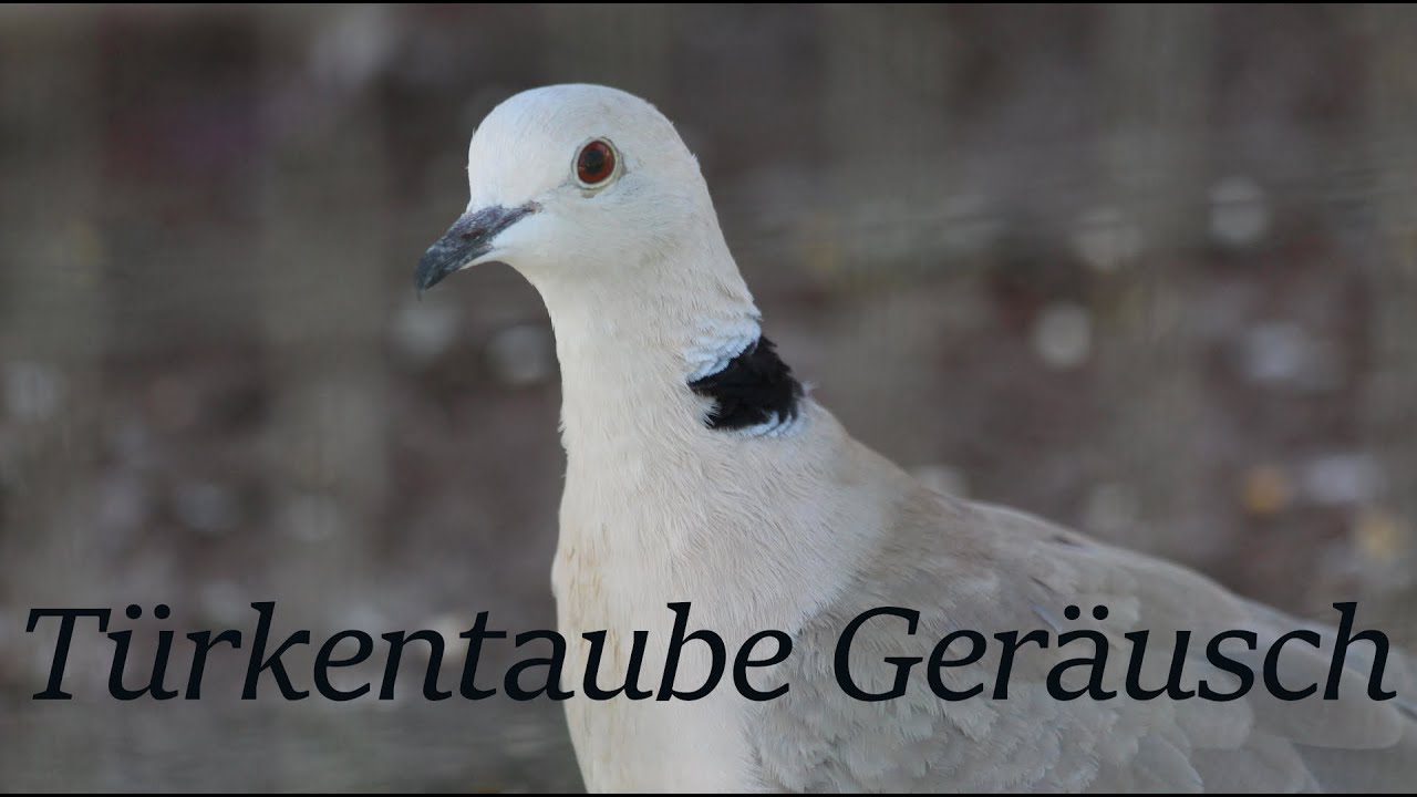 Türkentaube - Türkentauben Geräusche