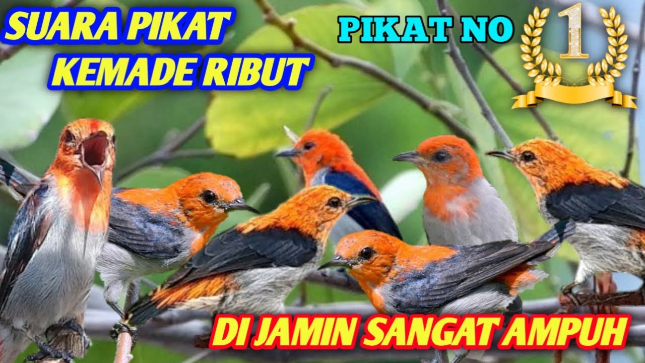 SUARA PIKAT BURUNG KEMADE RIBUT/ BURUNG CABE-CABEAN