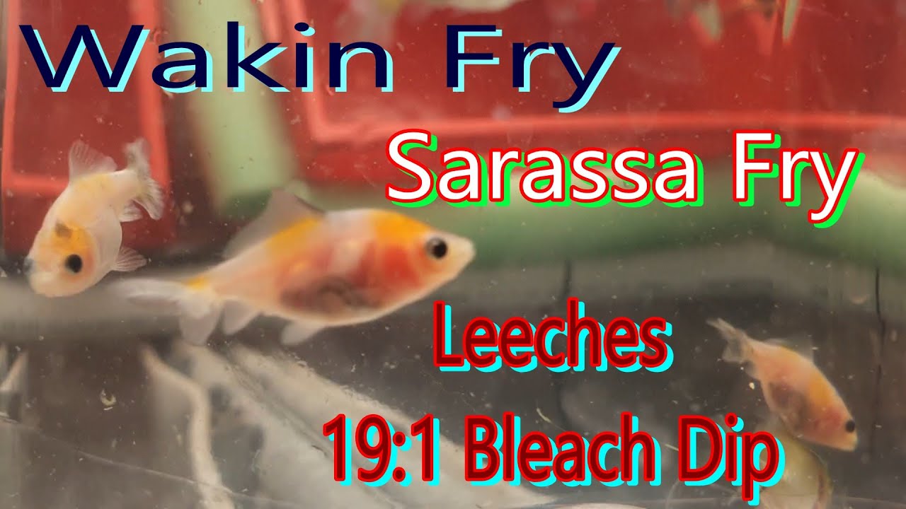 Wakin and Sarassa fry to fingerling progress.. and leeches