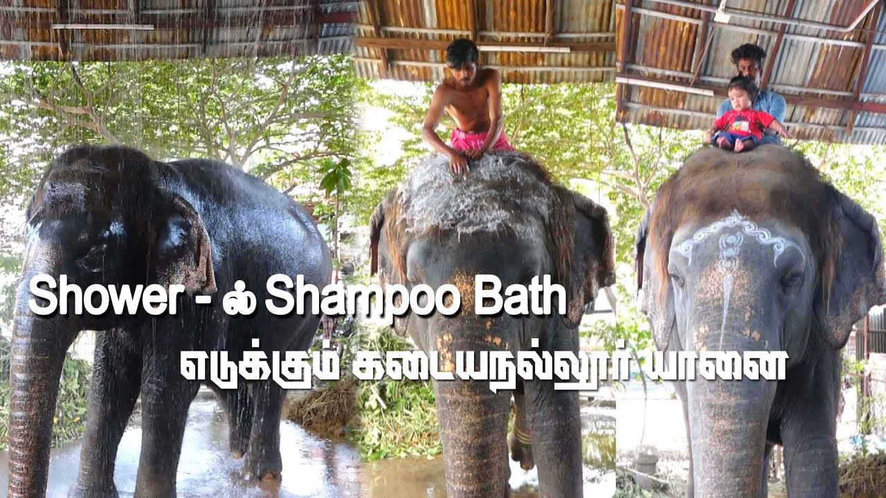 யானையுடன் ஒரு நாள் | யானை வளர்ப்பு பற்றி பிரத்தியேக பேட்டி | கடையநல்லூர் | தென்காசி |