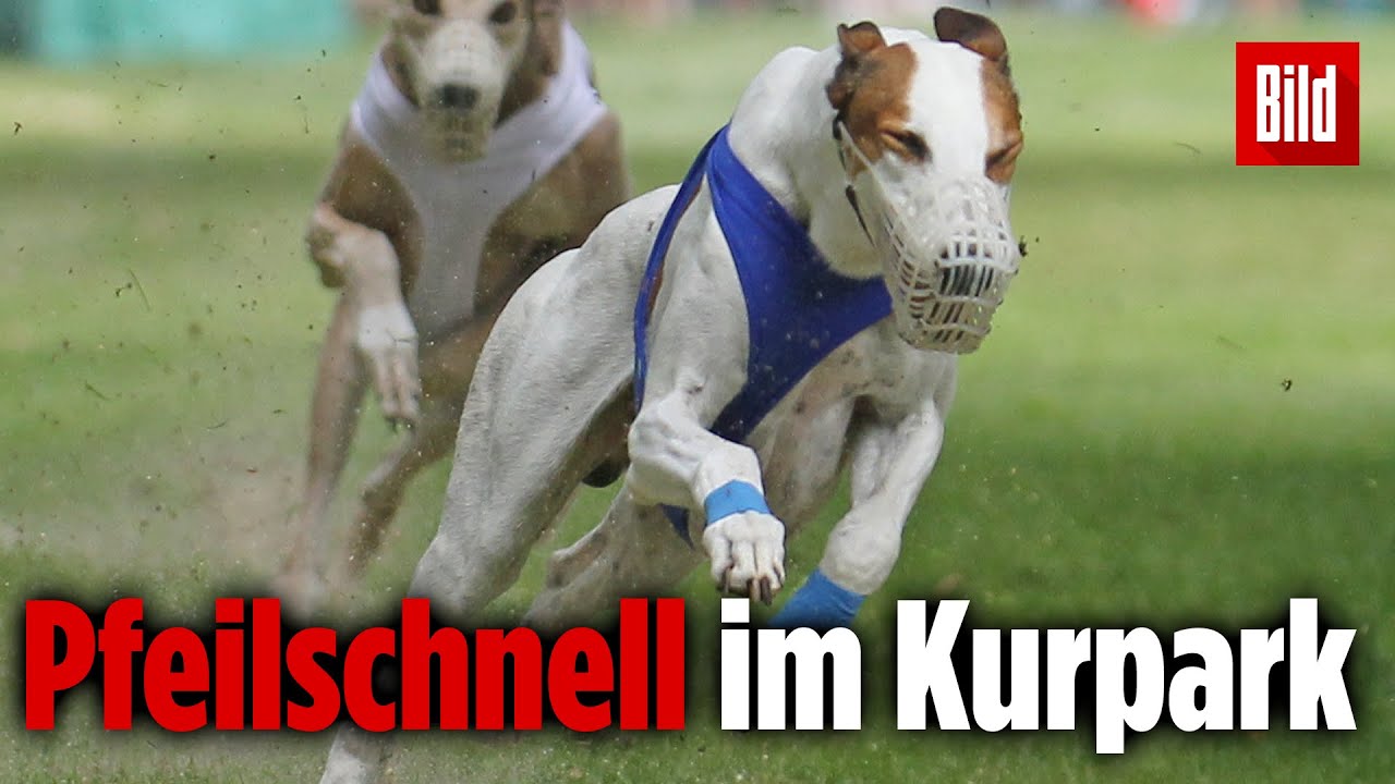 60. Windhund-Festival | Beim Rennen geht es um Ruhm, Ehre  und Spaß