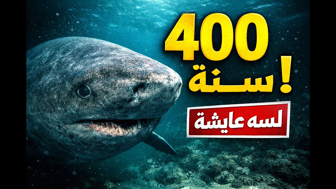 سمكة عاشت 400 سنة ولسه عايشة ! | القرش الجرينلاندي